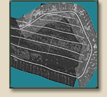 Mapping Eel Grass Beds